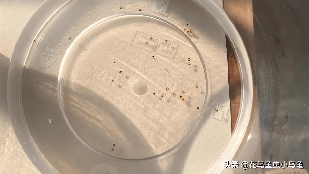 观背青鳉从卵孵化到长大需要多久,观背青鳉鱼卵如何提高孵化率