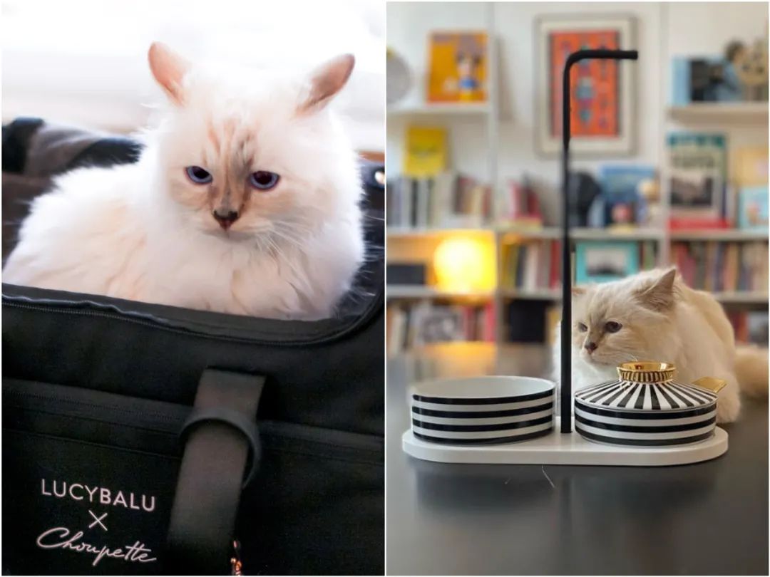 刘雯邓文迪,邓文迪杨紫琼