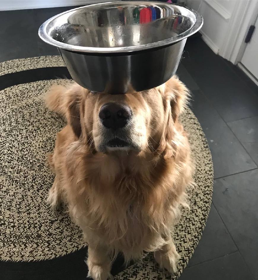 金毛犬为什么爱舔自己的毛,金毛幼犬为什么一直舔主人