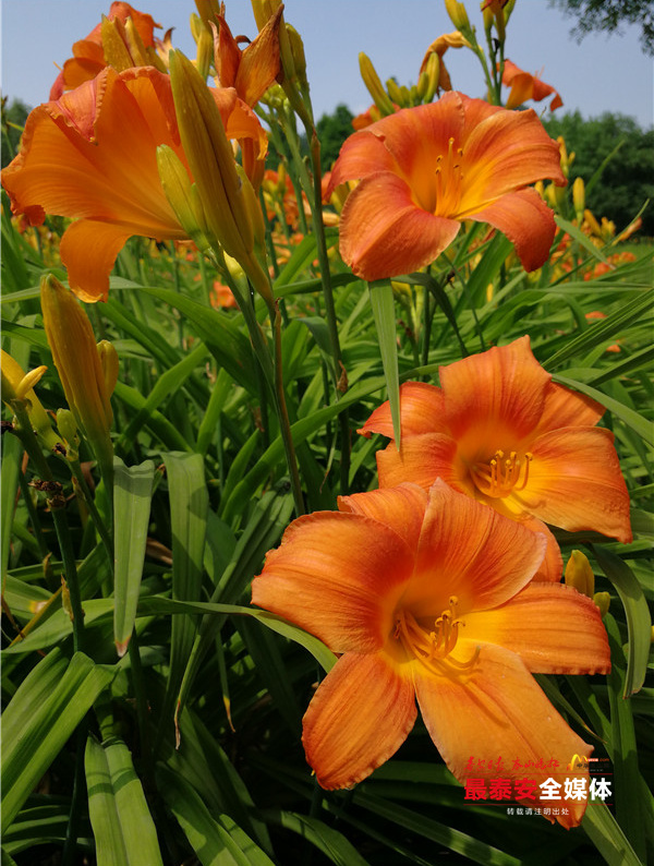 花似百合叶如兰，*安泰**这些地方的萱草花开了！但有个重要提醒