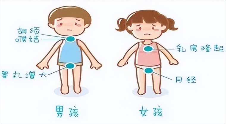 青春期女孩，别让这些问题影响健康和美丽之生理与心理发育特点