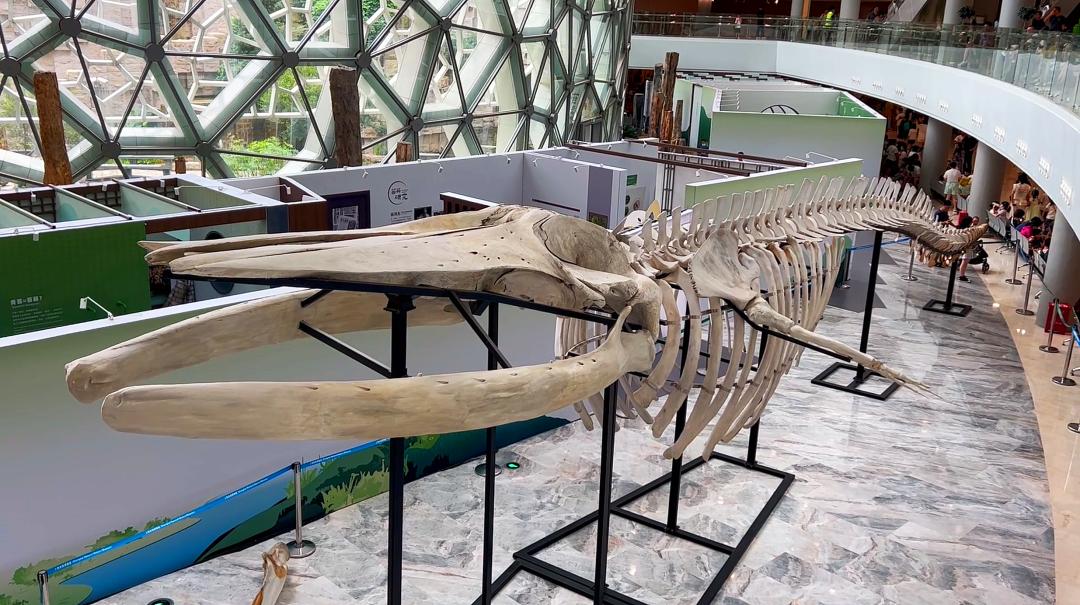 上海自然博物馆隐藏打卡,探秘上海隐秘地