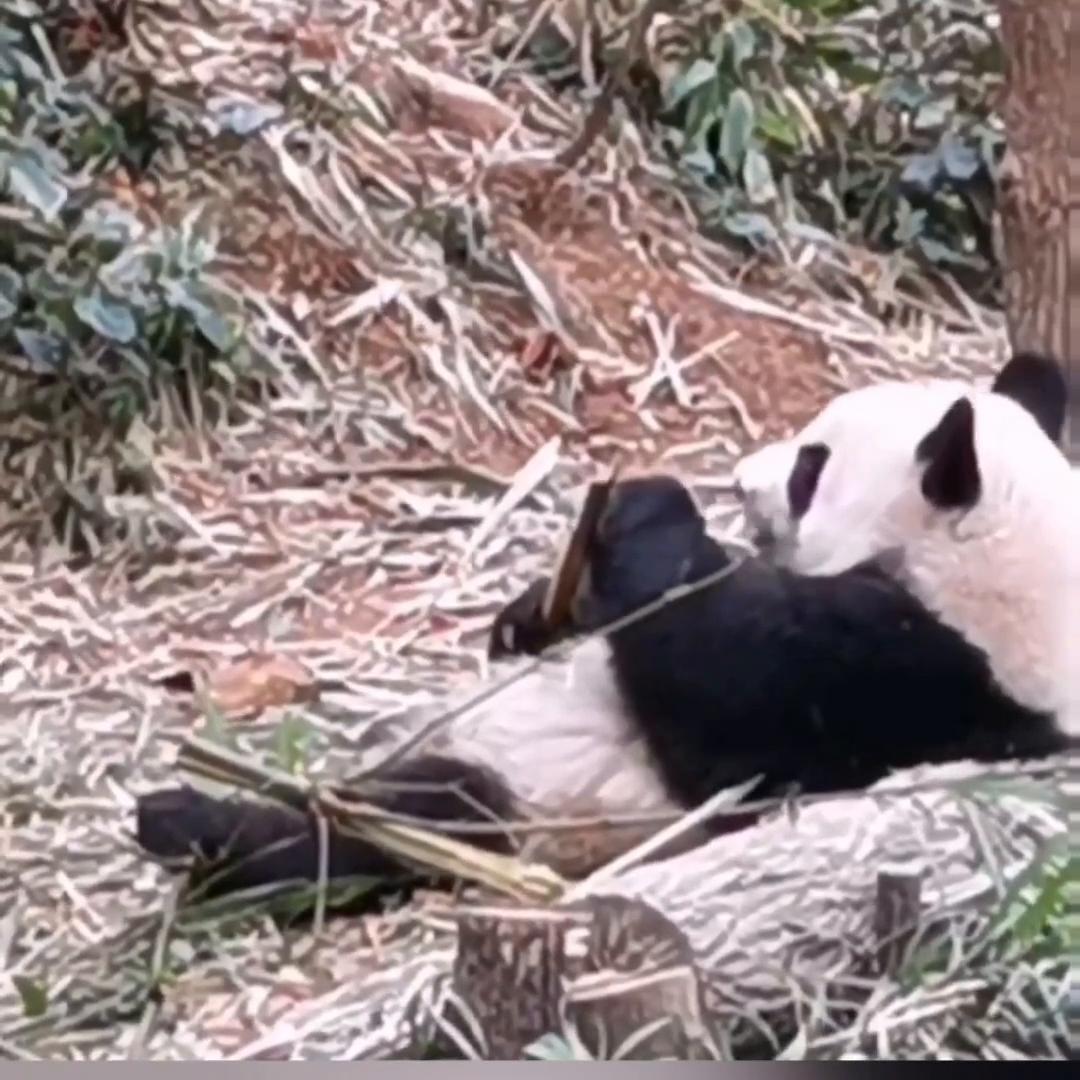 小说推文深入交流,草莓尖尖小说推文