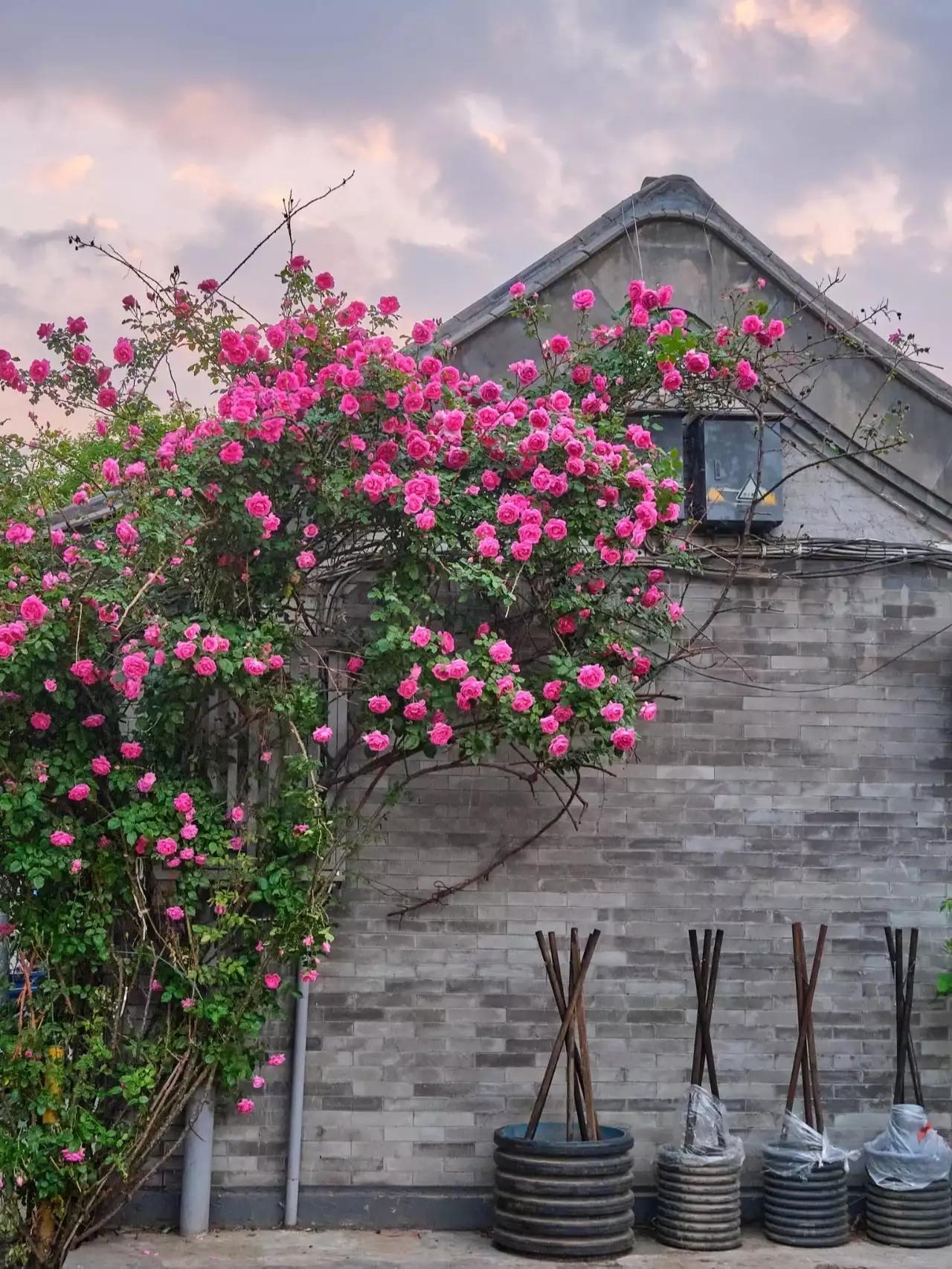 手机壁纸北京春天,北京胡同秋天壁纸