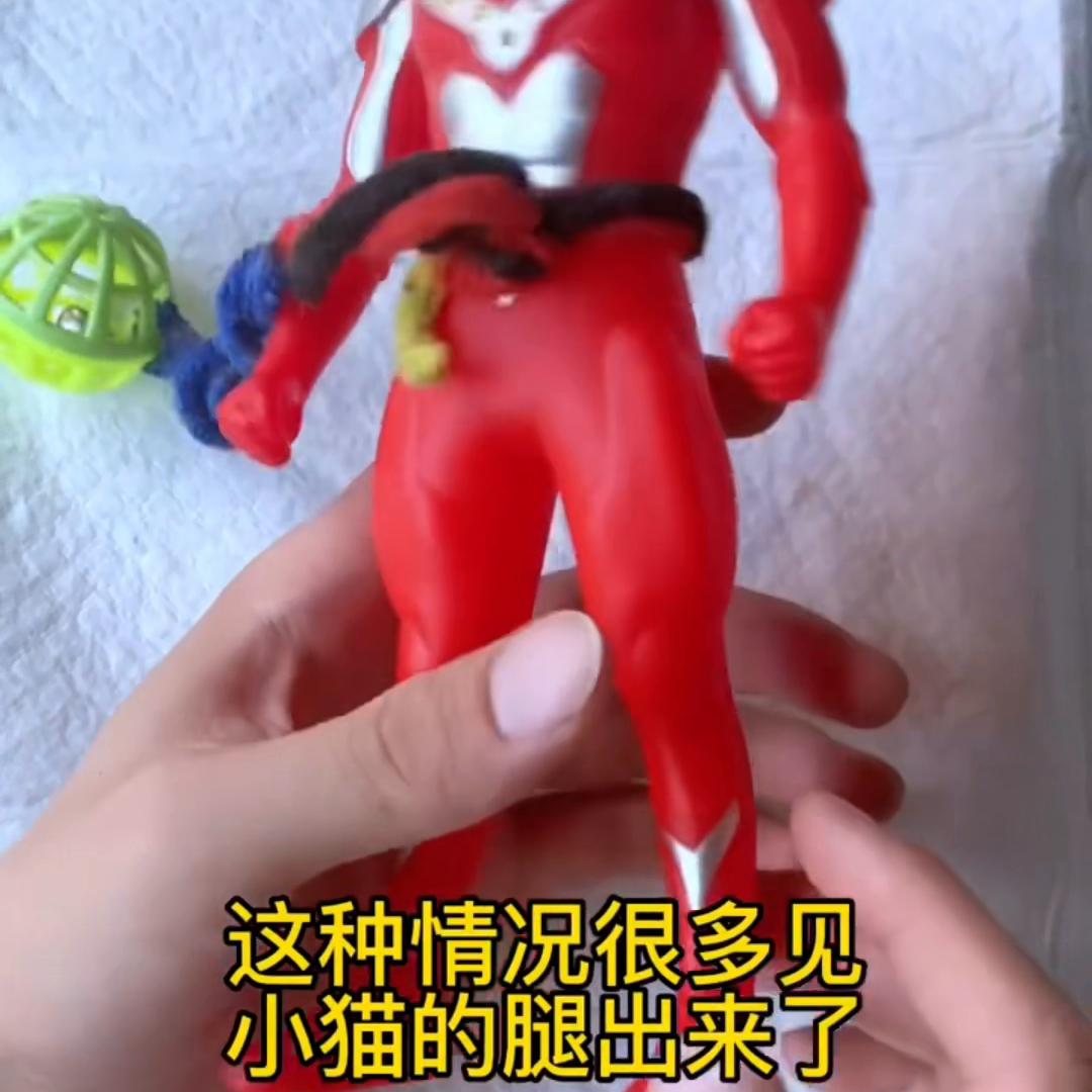 猫咪接生教程旁边可以有人吗,猫咪接生全攻略