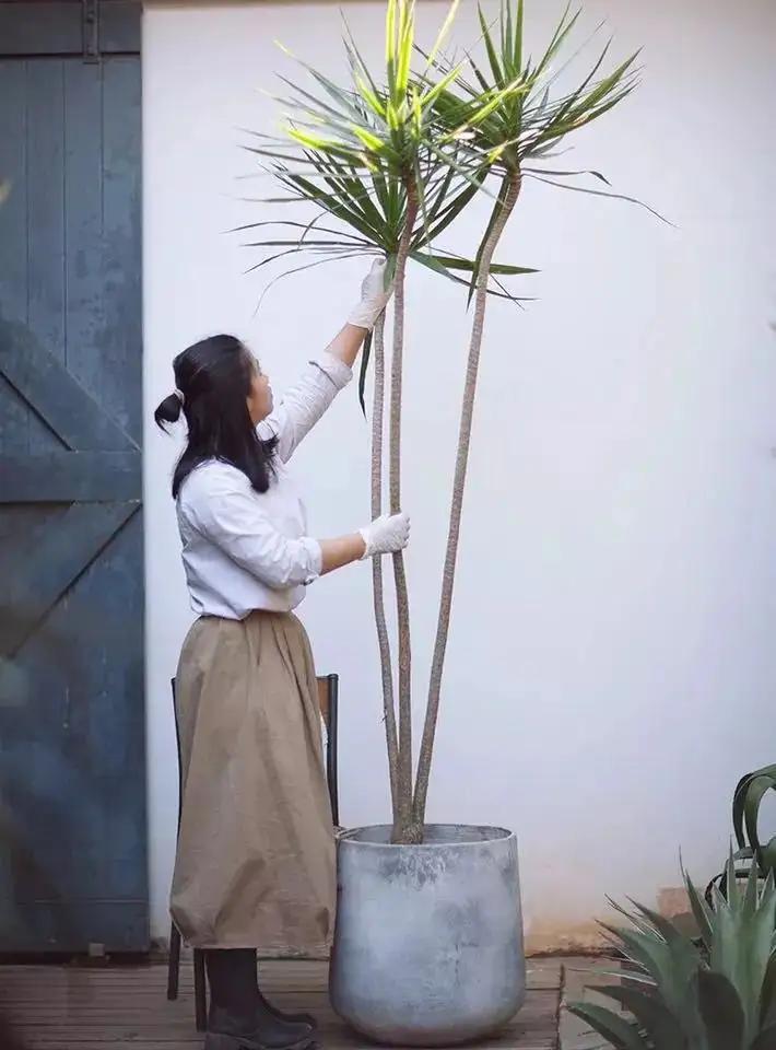 绿巨人盆栽能放在客厅,绿巨人室内大型盆栽