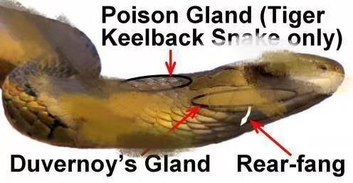 虎斑游蛇鸡冠蛇毒性大吗,十堰最近发现的鸡冠蛇