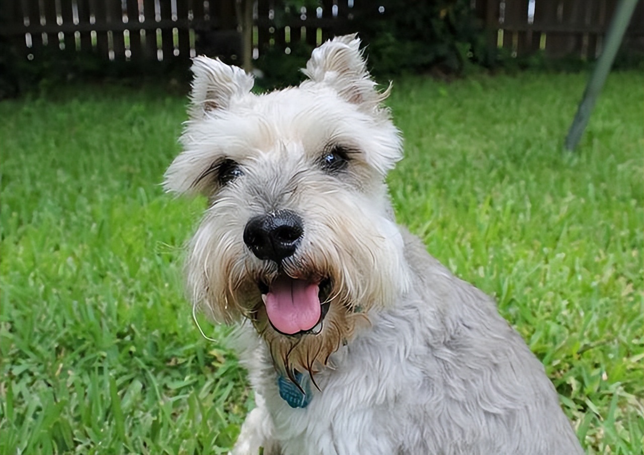 想养个中小型狗养什么好呢,想养一只雪纳瑞犬