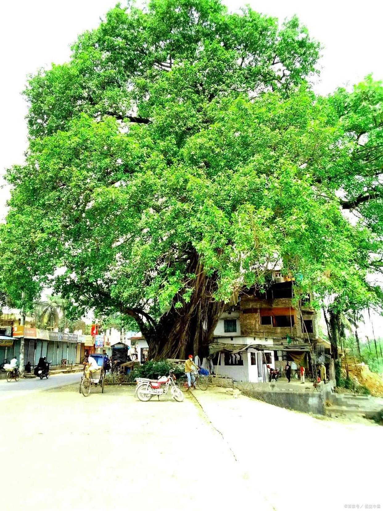 榕树离屋子近该怎么办,榕树放在客厅有什么讲究吗