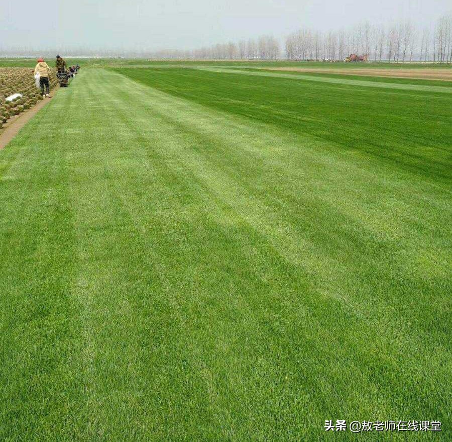 景观园林设计草坪作用,草坪景观设计原则