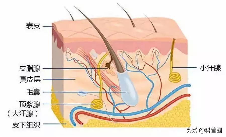狐臭是怎样得来的视频,狐臭是怎么有的