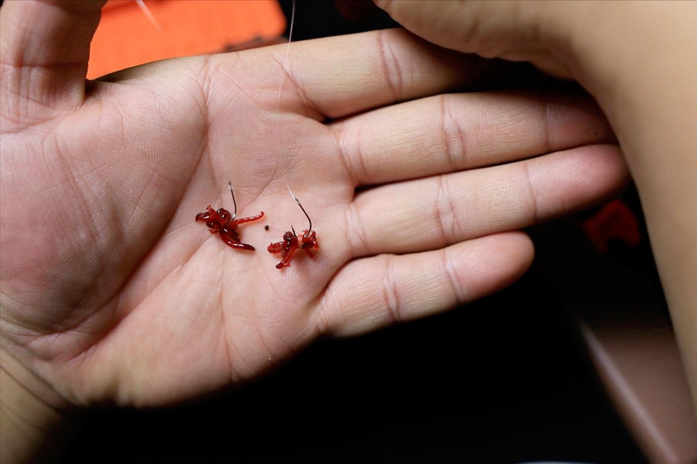 冰冻红虫一次用不完怎么保存,红虫放在沙子里可以保存多久