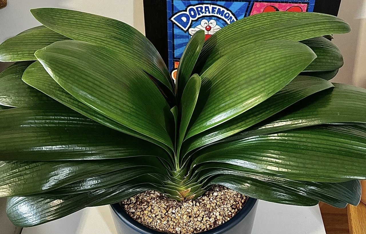 3种花耐旱又耐晒,5种花叶子不能喷水一喷就全烂了