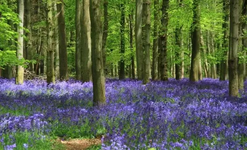 球根类花卉有哪些比较好养,有哪些好看的球根花卉盆栽