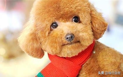 买泰迪注意事项和禁忌,买泰迪的时候需要注意些什么问题