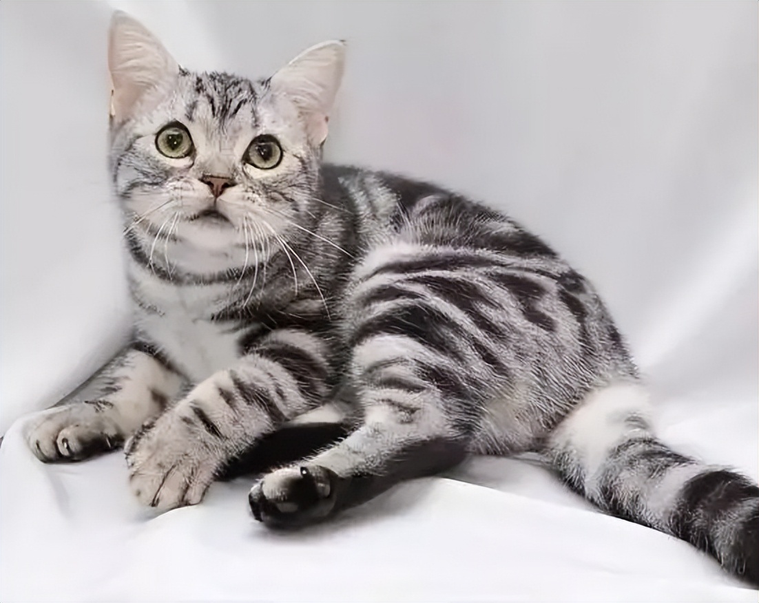 猫不洗澡为什么不臭,哪种猫不掉毛又好养还温顺又便宜