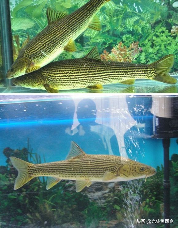 钓鱼钓到保护鱼种放了违法吗,钓鱼犯法的鱼类有哪些种类