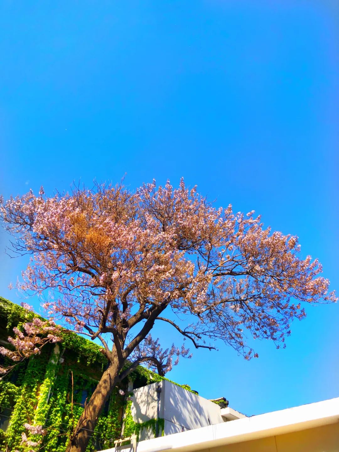 美丽的人民日报大院，我们温暖的家