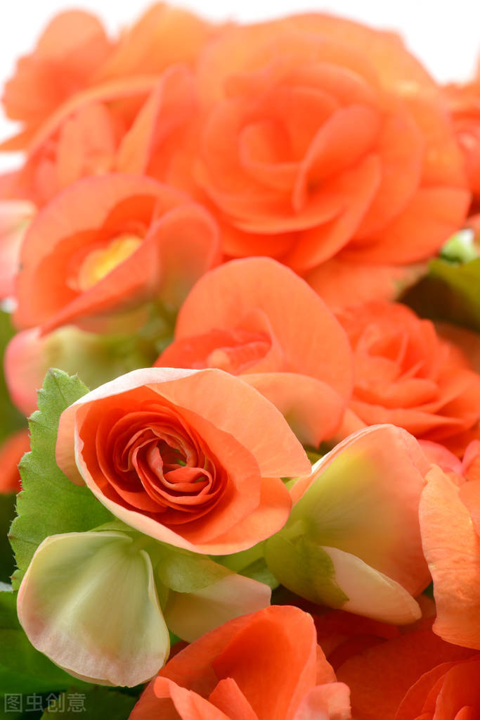 丽格海棠扦插后怎么养护,丽格海棠花用什么花土养护