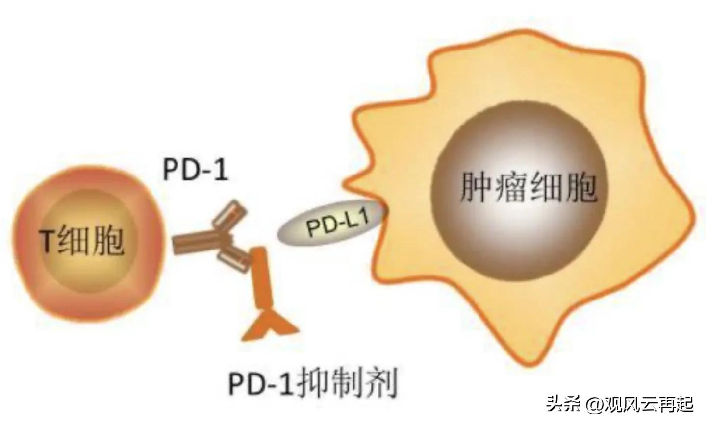 替尼和单抗有什么区别,替雷利珠单抗和阿帕替尼