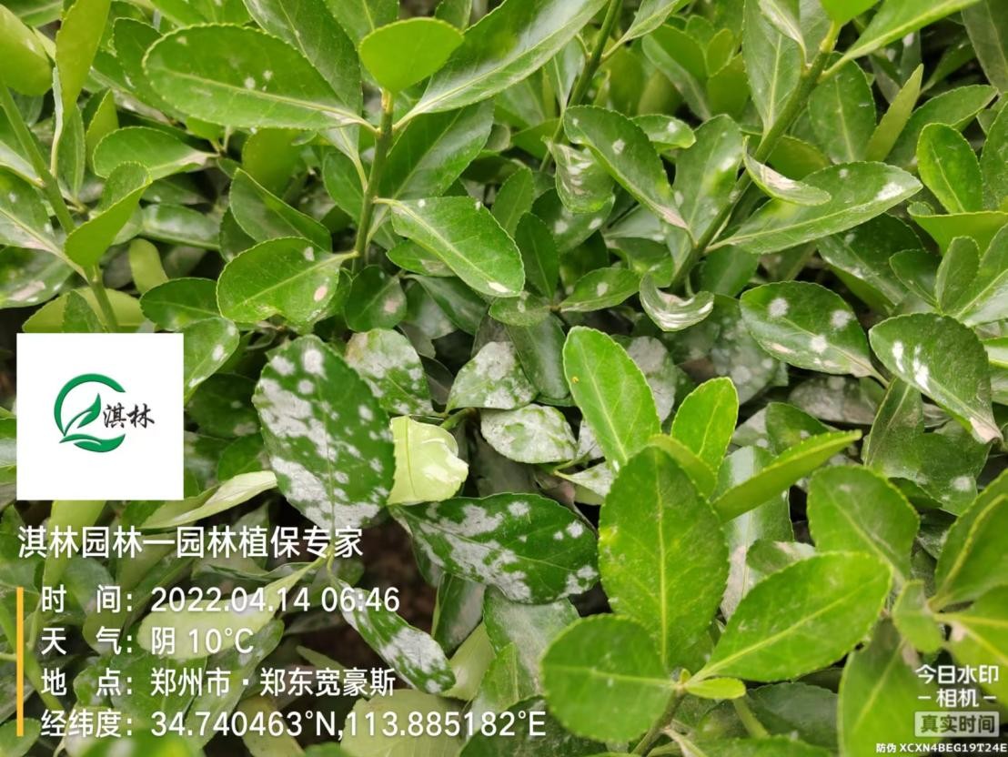 大叶黄杨白腐病,大叶黄杨白粉病怎么治理