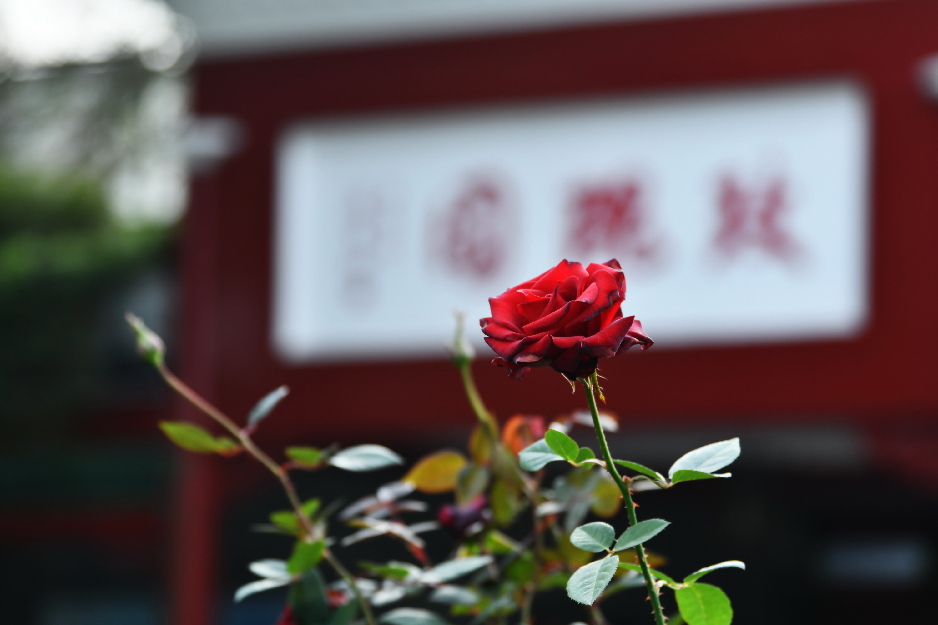 广州市番禺区宝墨园攻略,广州宝墨园景观