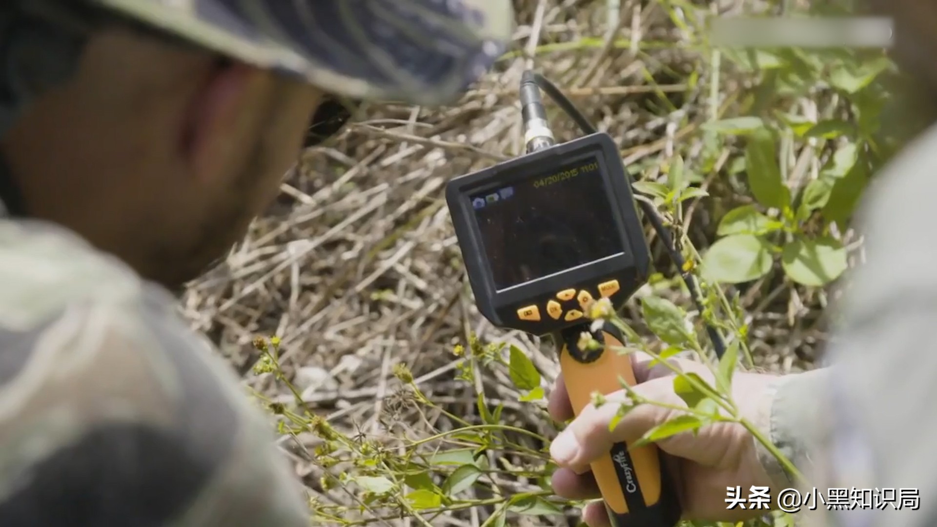 美国再遭生物入侵，30万只缅甸蟒泛滥成灾，最大能长9米，400斤重