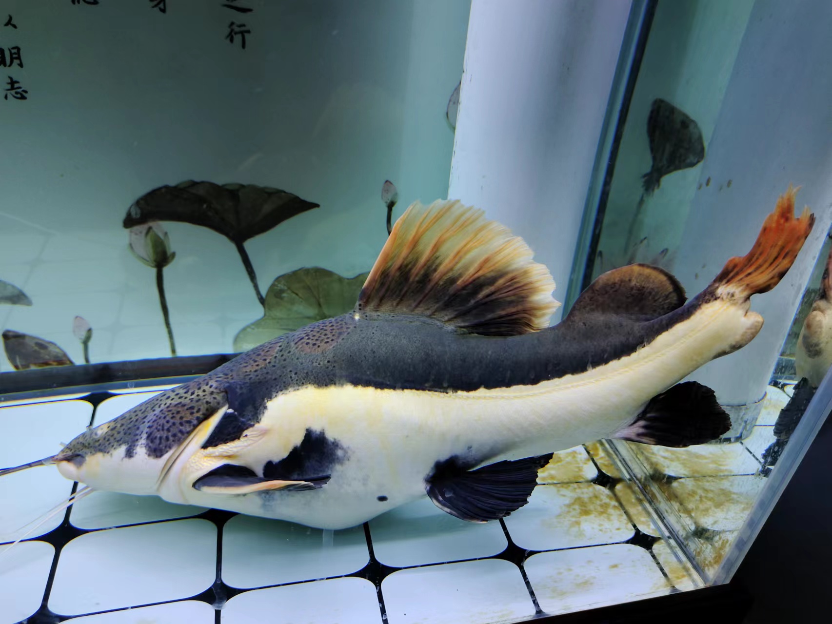 观赏鱼翻肚怎么救,观赏鱼翻鳃病怎么治疗