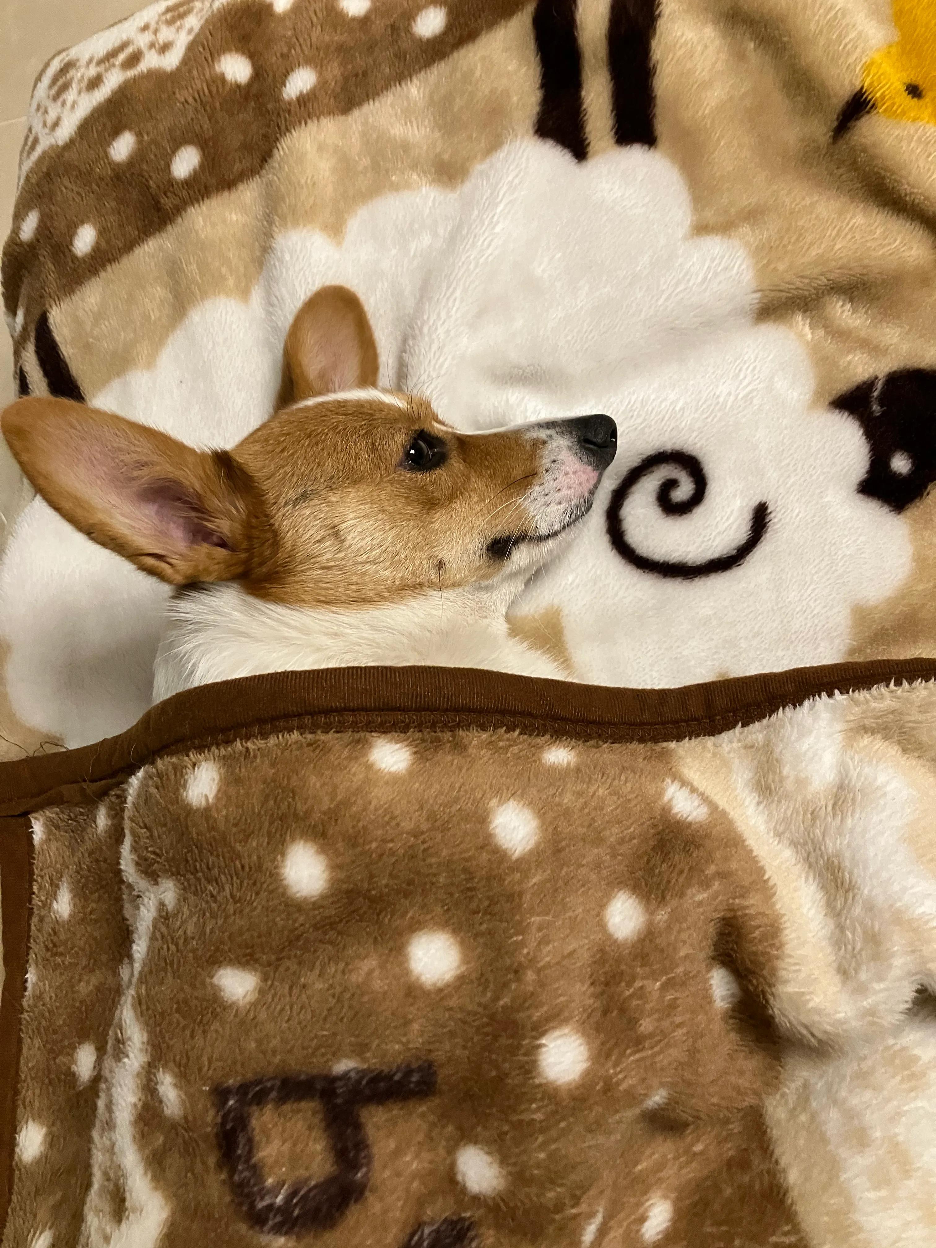 爱宠记‖像对爱情一样慎重