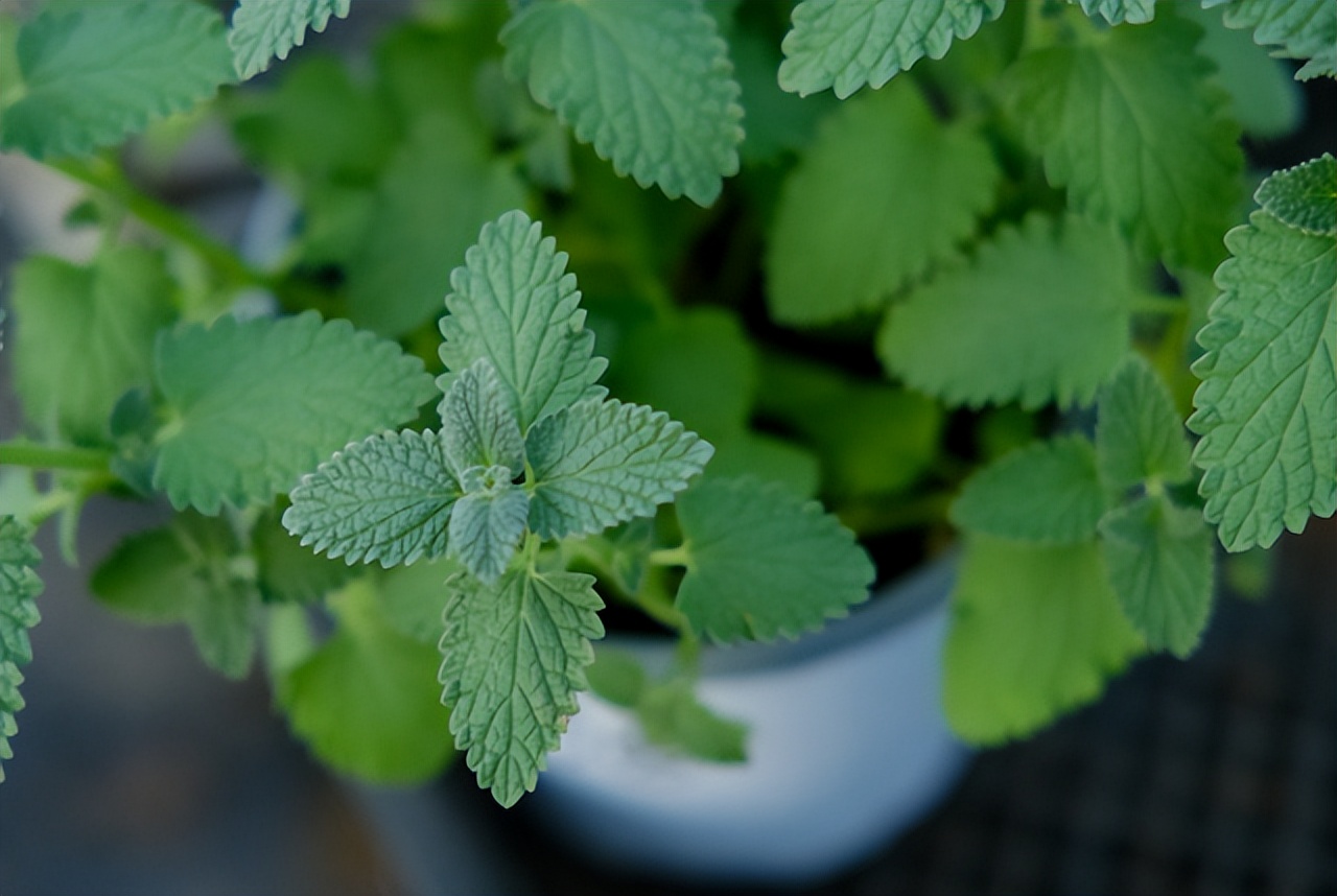卫生间除异味最好的花,能养在卫生间去异味的花