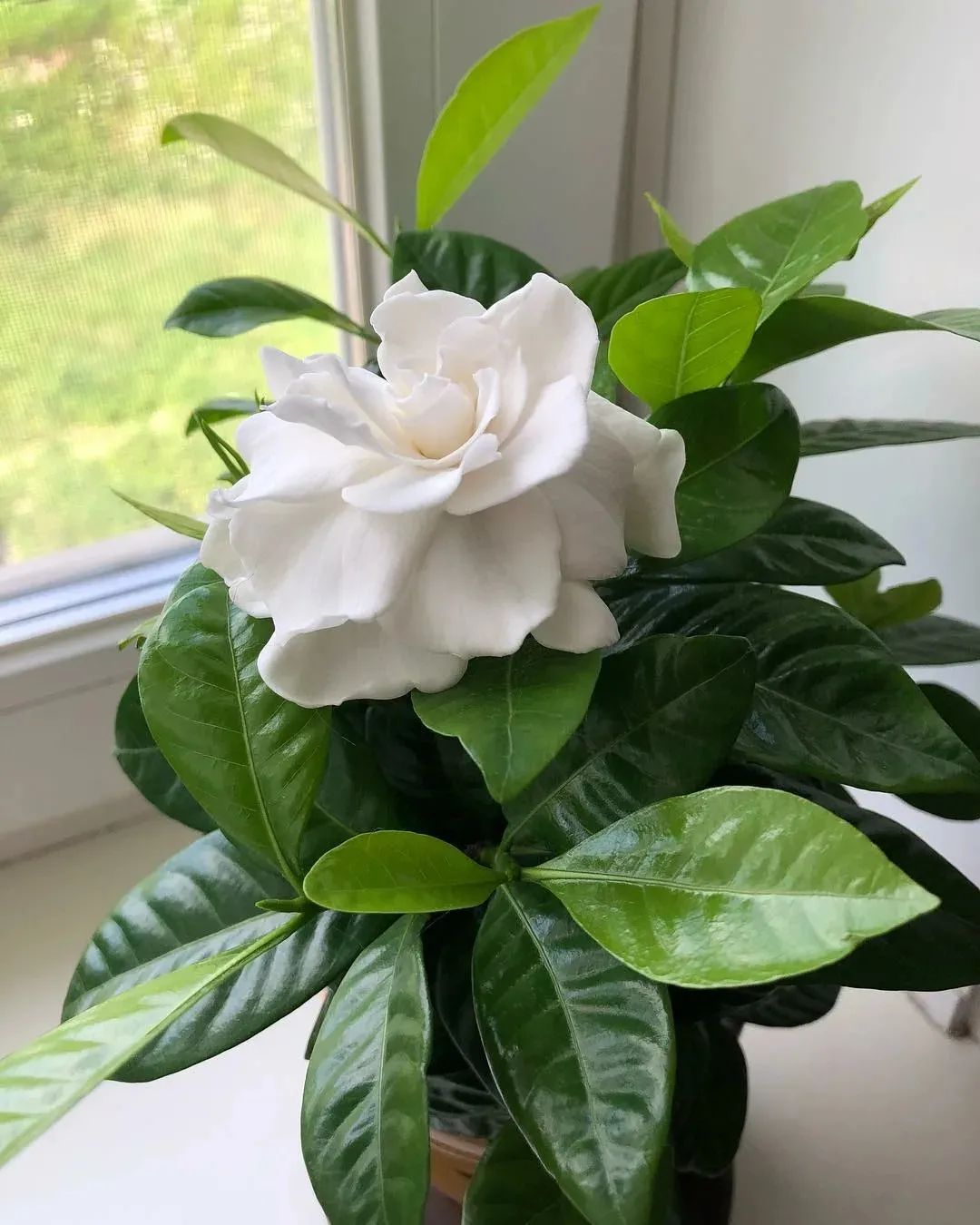 室内栀子花盆栽养殖技巧视频,盆栽栀子花养护5要点