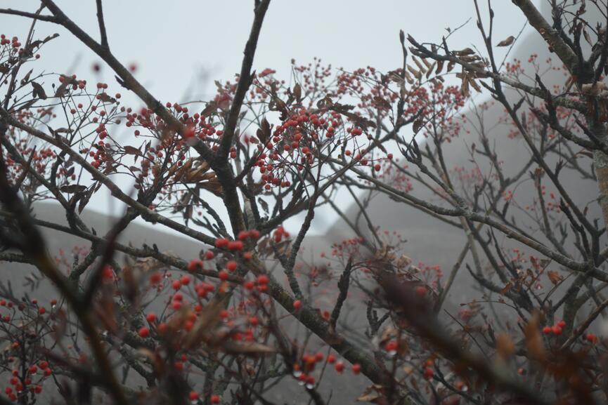 一品黄山天高云淡香烟,一品黄山天高云淡广告原视频