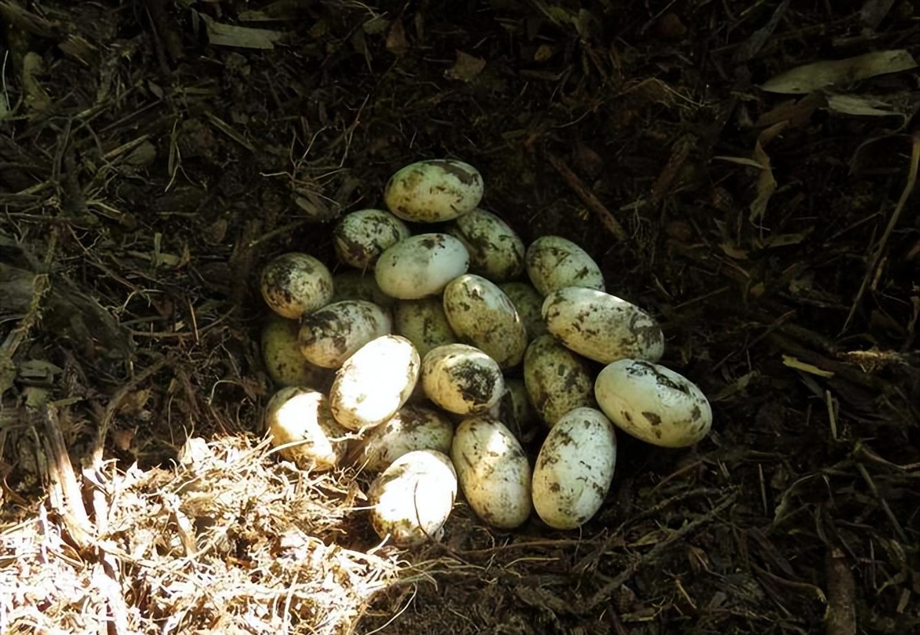 鳄鱼能有多可爱？中国独有扬子鳄，堪称鳄鱼界的软萌甜心