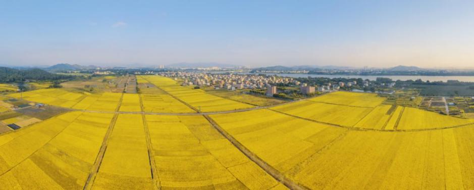 惠州美丽田园风光,惠州美丽乡村风景图片