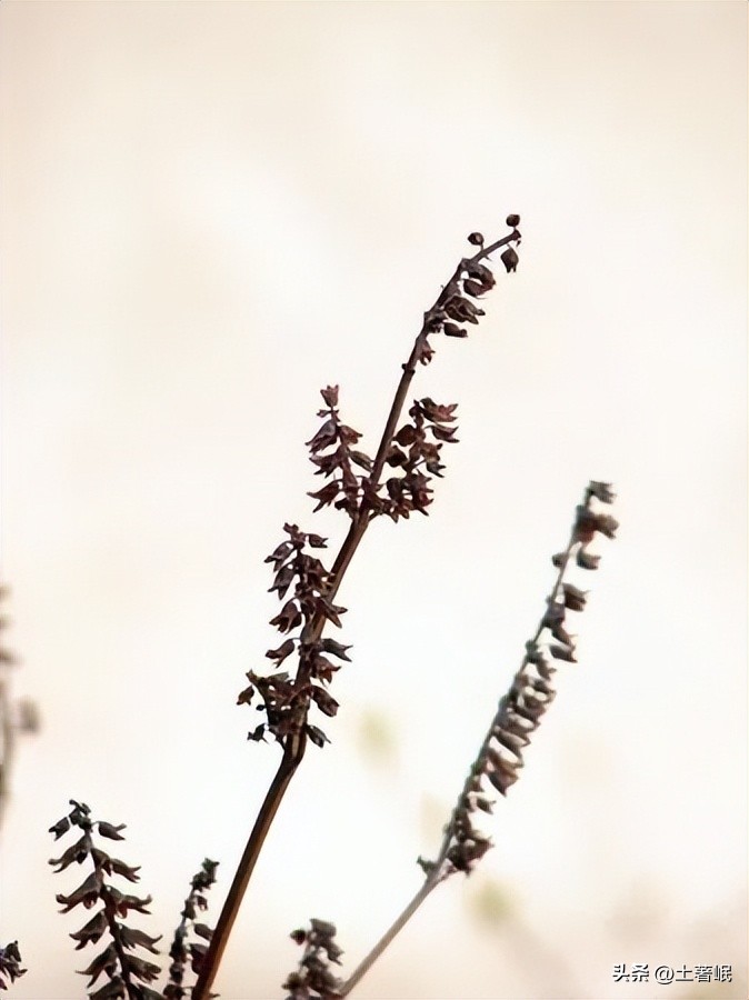 时光的荏苒,时光荏苒中的荏苒和什么有关