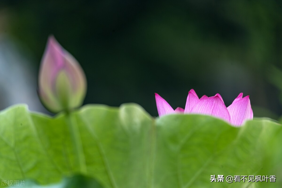 七月伊始，惟愿：绿意染心，静享岁华