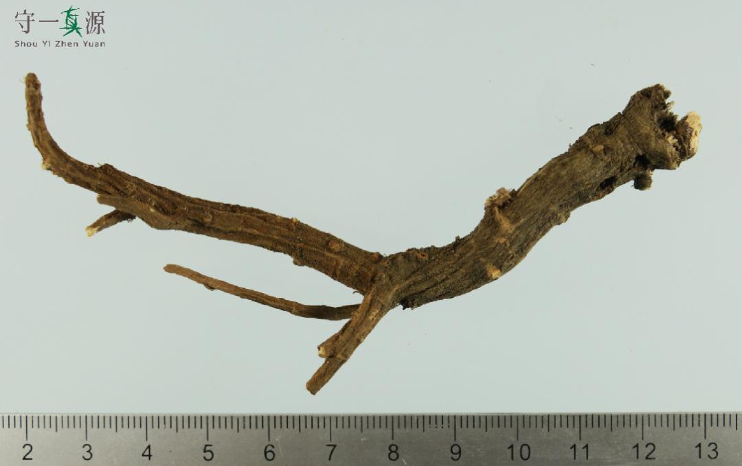 中药真伪鉴定案例,中药鉴定真假找谁