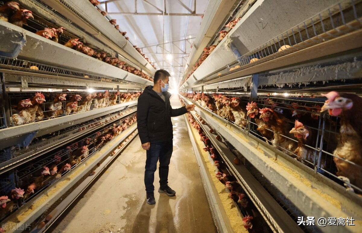 养蛋鸡利润高还是肉鸡利润高,养青年蛋鸡的利润分析