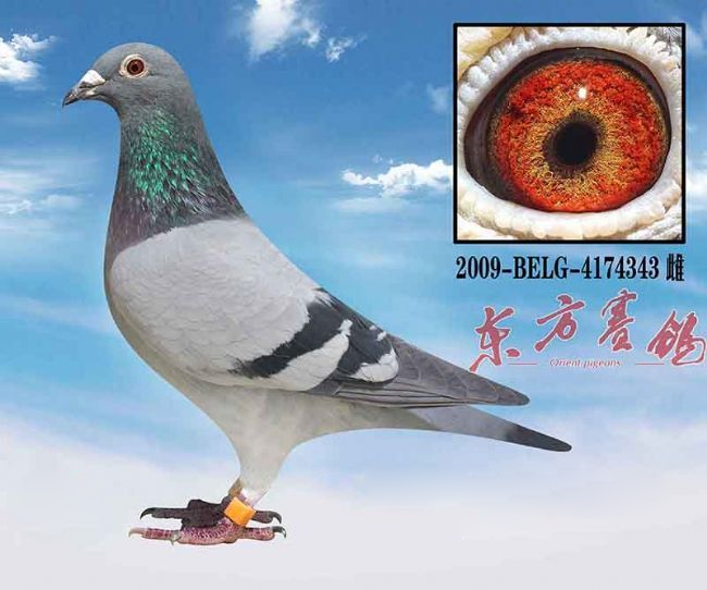 中国赛鸽名家大师,最新中国赛鸽名家