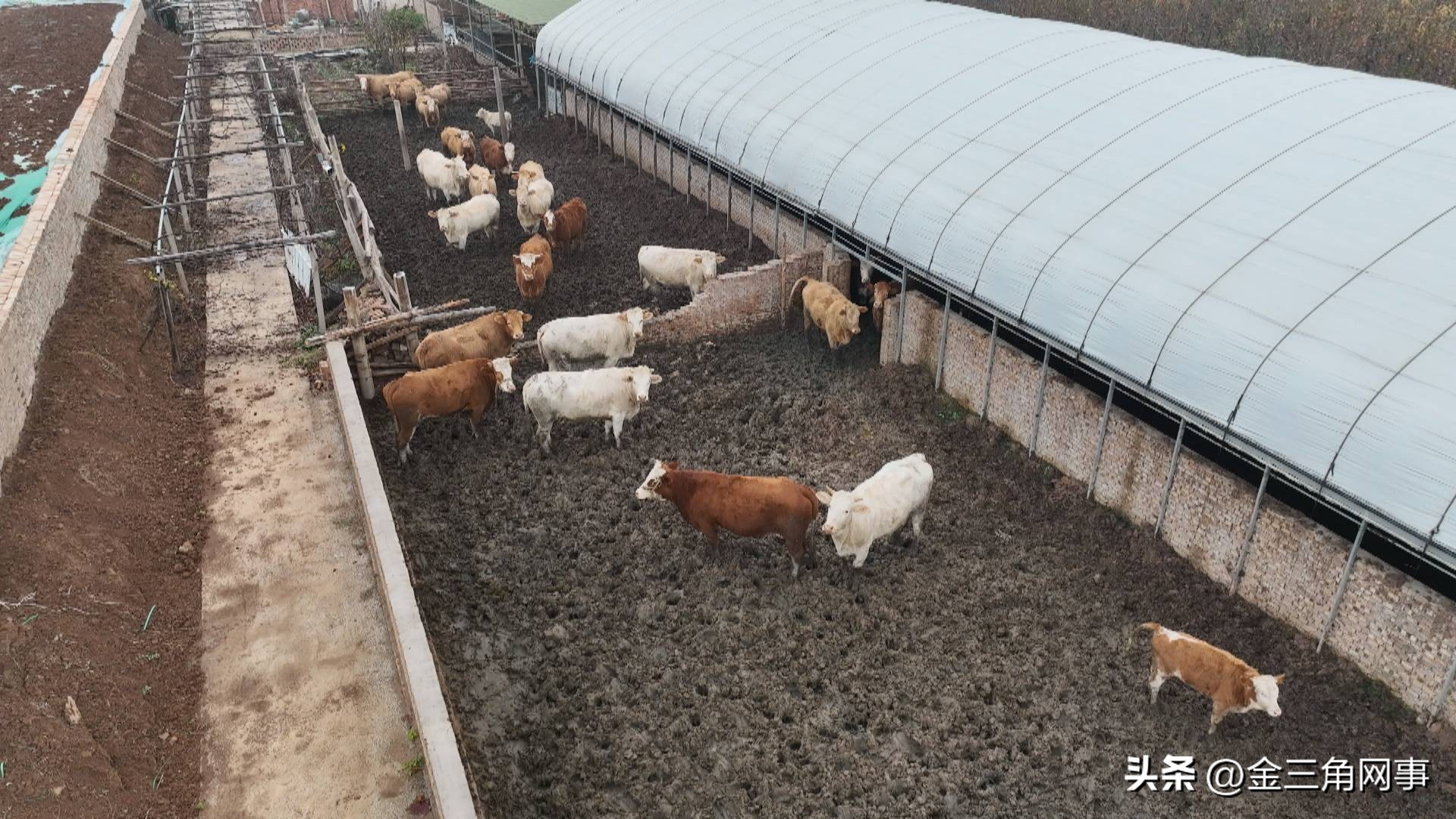 盐湖区金井乡农村,山西运城农业合作社运营模式