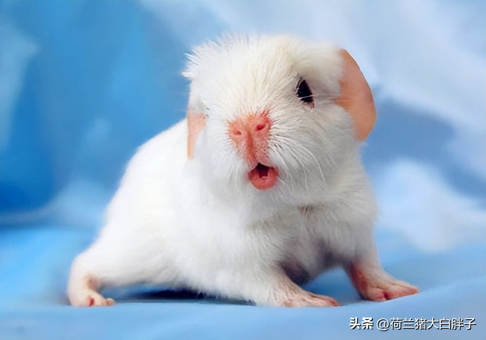 荷兰猪不能吃富含淀粉类食物的原因