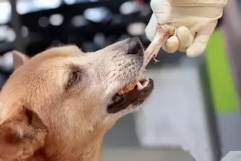 用养人的方法养狗,长期养猫的6大好处