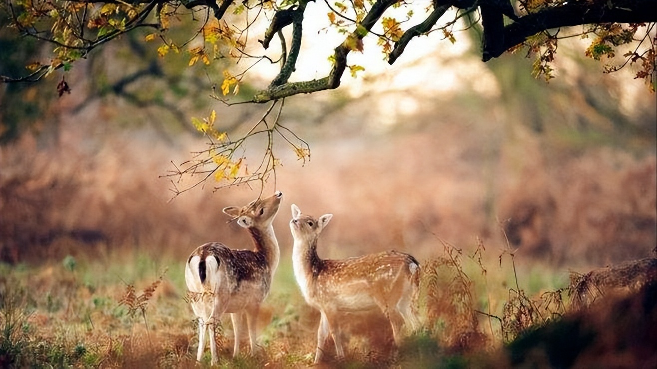 浮躁的时代读书怎么样,浮躁的年代诗歌