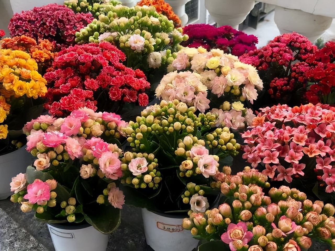 花多多2号浇花的比例,花多多1号浇花多久见效