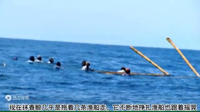 用最原始的弓箭捕鱼,利用原始工具捕鱼