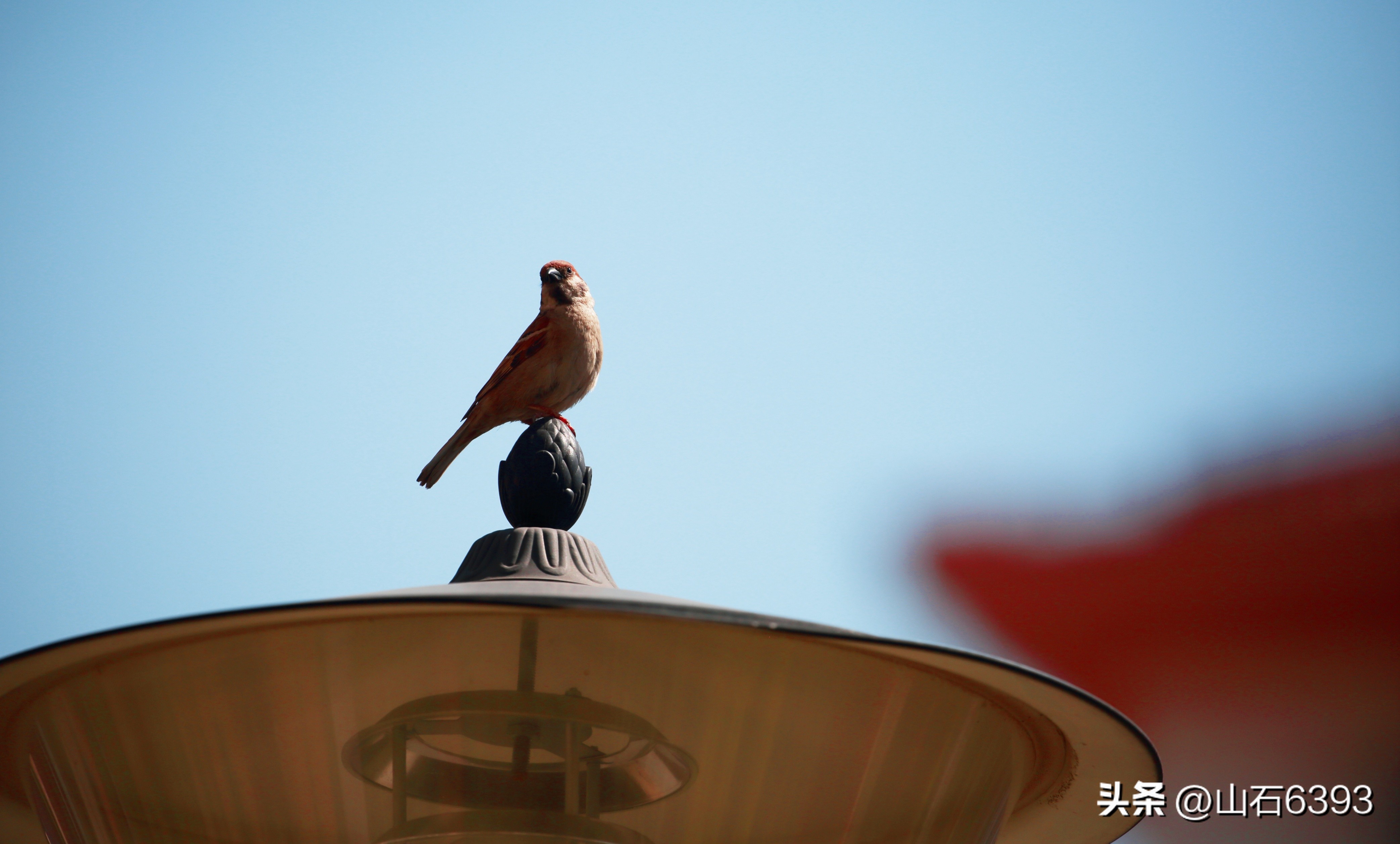 【战友美文】于天松：《麻雀，我爱你》（诗）