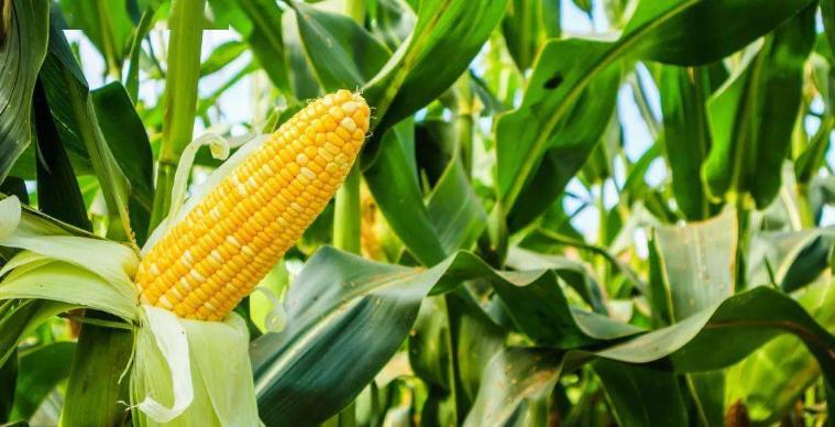 梅花生物今年销量怎样,梅花生物业绩