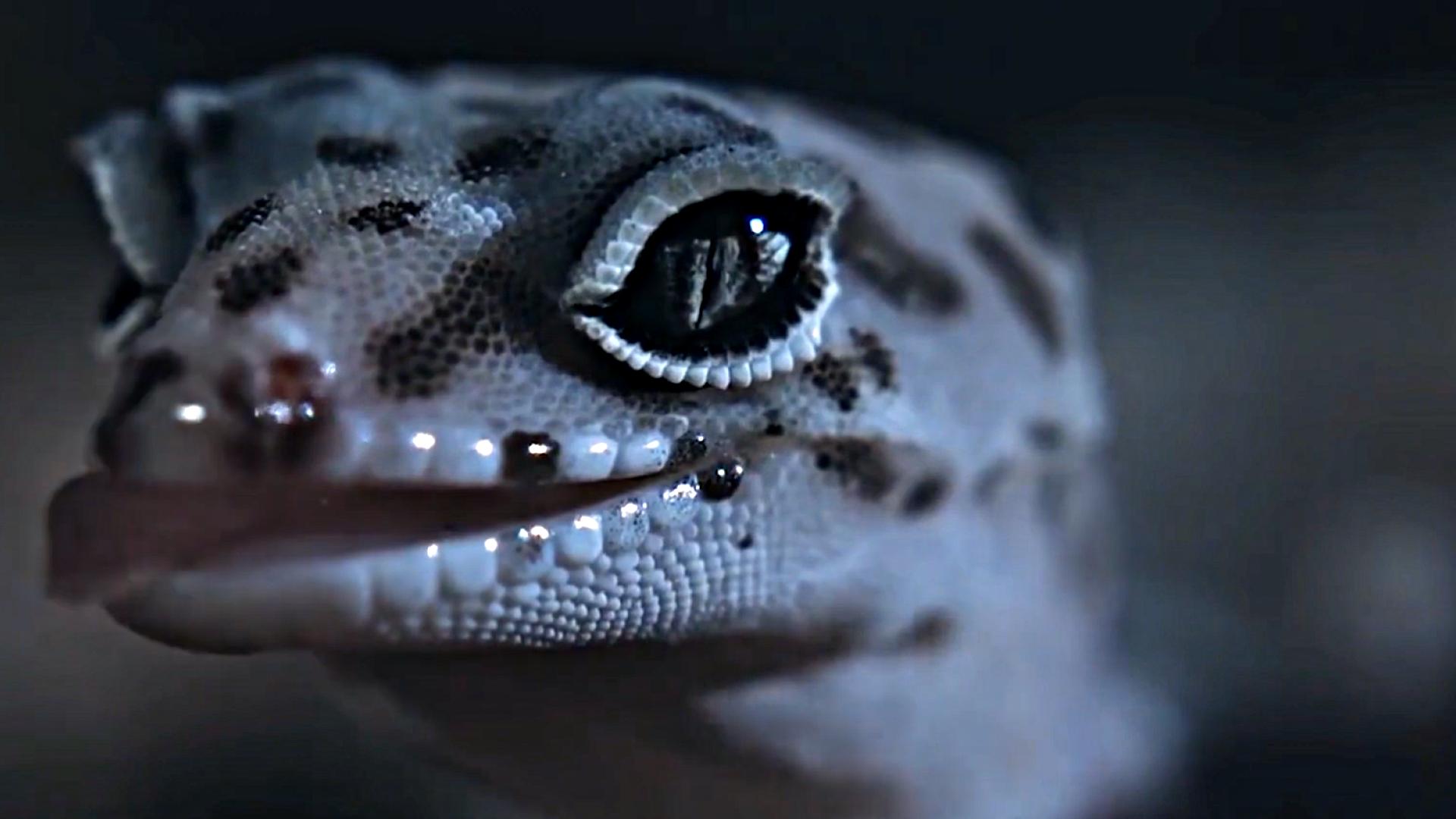 五毒中的壁虎是哪种壁虎,壁虎图片为什么壁虎是五毒之一