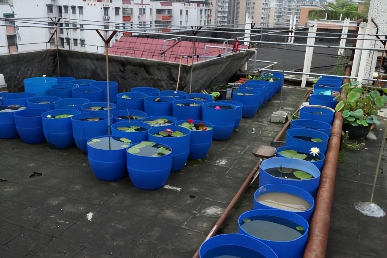 大暑赏莲！95后广东小伙“玩转”睡莲育种成为世界冠军