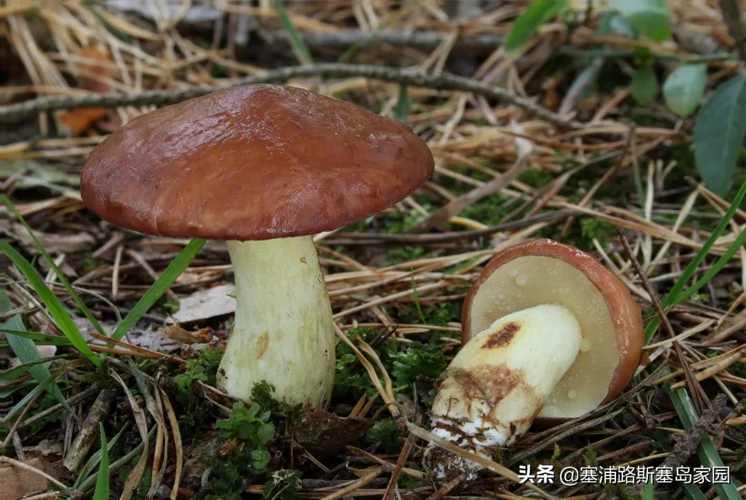 世界上十大最好吃的蘑菇,世界上最美味的10种蘑菇